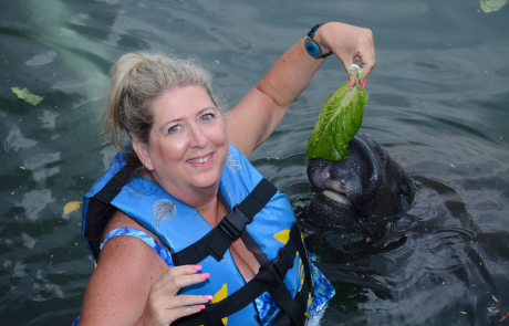 feeding a manatee in the water 460x295 1