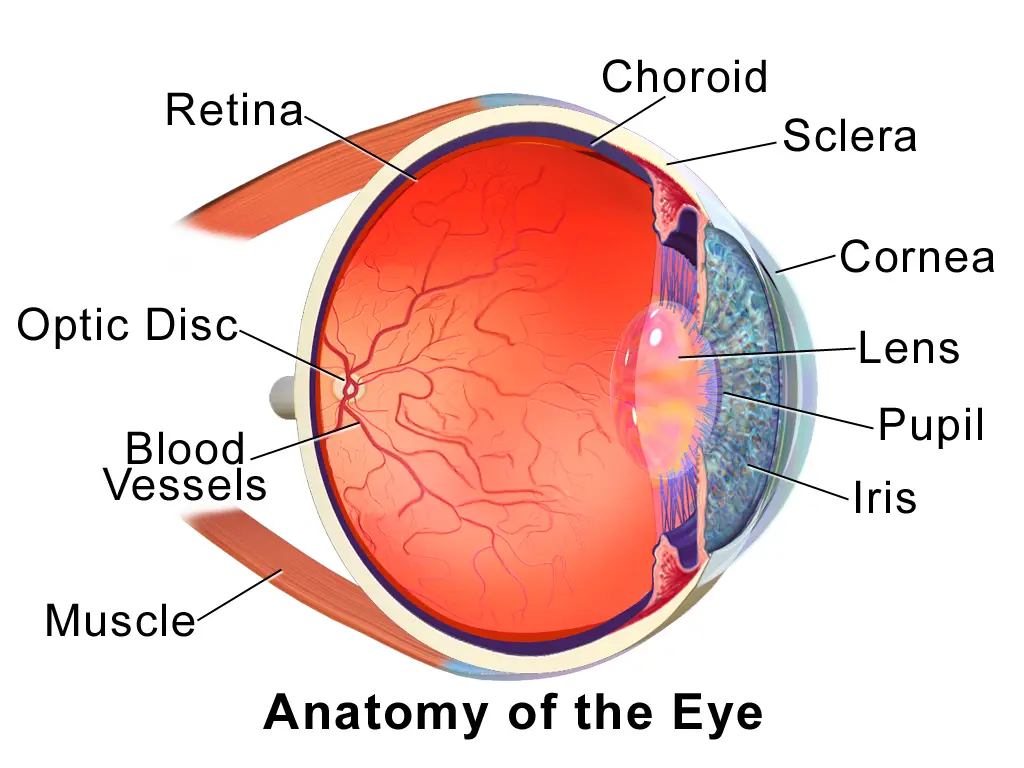 anatomy of the eye 01