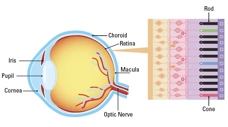 eye diagram cone rod